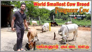 PUNGANUR COW | Punganur Calf | Punganur Breed | world shortest cow | punganur cow in tamil