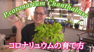 P.coronarium Chanthaburi コロナリュウムチャンタブリのネットフレームつけ！コロナリュウムの育て方のお話し。