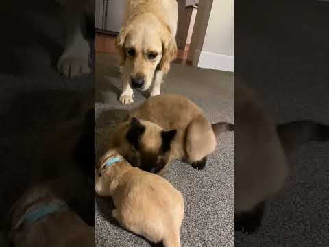 Cat Comforts Crying Puppy While Mom Takes A Break Animals Around The