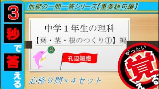 ≪中1理科≫葉・茎・根のつくり①～孔辺細胞～【絶対暗記⁂4回繰り返して覚える！一問一答】