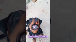 @JENNY-LOOLA#😲😱අම්මෝ කටේ පොඩි නේද😲rottweiler #aggressive#viral#rottweilerlife#@rottweiler441#rotter