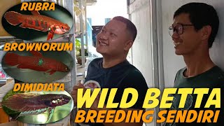 PENJUAL WILD BETTA! IKAN CUPANG ALAM RUBRA, DIMIDIATA, BROWNORUM, CANOIDES, MAHACAI, API API, MANDOR