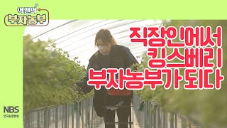 [역전의부자농부 229회] 직장인이었던 부자농부가 킹스베리 농사를 짓게 된 이유는?