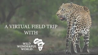 Virtual Safari: Bush walk through the savanna