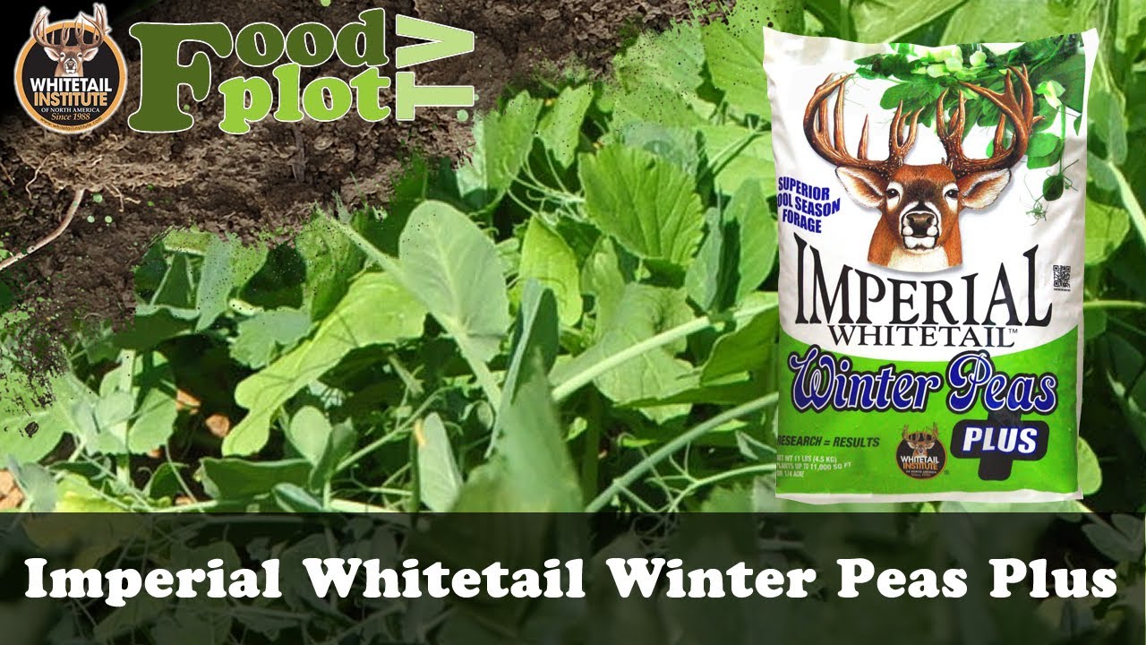 Whitetail Institute Winter Peas PLUS Food Plot Seed Blend - YouTube