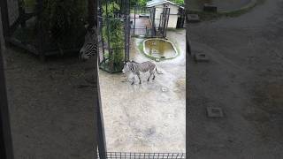 雨の京都動物園のシマウマが可愛すぎる#shorts