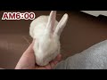 可愛いすぎる…！飼い主に構って欲しくて朝の掃除を邪魔するうさぎ baby rabbit who loves his owner gets in the way of cleaning