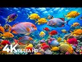 AQUARIUM 4K (ULTRA HD) 🐟 Rare & Colorful Sea Life Video - Relaxing Sleep Meditation Music - 4K Video