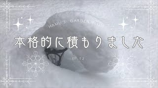 大寒/雪が本格的に積もりました