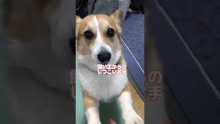 オヤツが無いと気付いてからの対応が塩 #shorts #コーギー #コーギーチリ #corgi #しつこい #犬動画