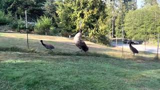 Emu Zoomies