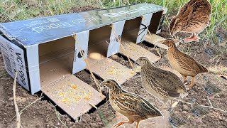 Pigeon Catching Easy Trap Using Tray port Box | @qbtraps