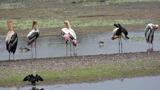 Steady rise in population of birds at Uppalapadu sanctuary