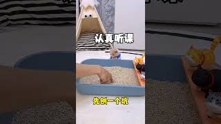 【獨生子的日常】我家猫咪学习猫砂又又又翻车了 #铲屎官的乐趣 #小奶猫 #万物可爱计划