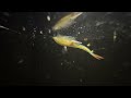 Dumont’s Fairy Shrimp (Streptocephalus henridumontis)