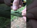 grafting a tangerine branch onto a grapefruit branch