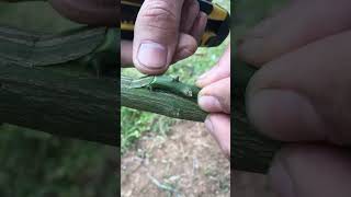 grafting a tangerine branch onto a grapefruit branch