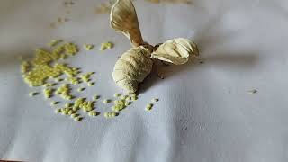 Silkworm#Butterfly laying eggs, பட்டு பூச்சி முட்டை இடும் காட்சி