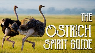 Ostrich Spirit Guide - Ask the Spirit Guides Oracle - Totem Animal - Power Animal - Magical Crafting