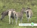 Introduction to Zululand