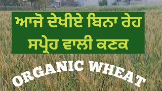 ਆਜੋ ਦੇਖੀਏ ਬਿਨਾਂ। ਰੇਹ ਸਪਰੇ ਵਾਲੀ ਕਣਕ। WHEAT WITHOUT CAMICAL.