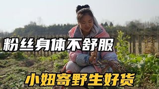 粉丝乳腺结节三级，小妞去找些野生的蒲公英寄过去，希望早日康复