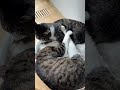 弟をふみふみする琥珀 保護猫兄弟の日常 ふみふみ 仲良し兄弟猫 甘えん坊猫