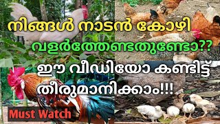 Kozhi Valarthal ലാഭം ഇല്ലാത്ത നാടൻ കോഴി ആളുകൾ എന്തുകൊണ്ട് വളർത്തുന്നു? Purpose vs Breed #farming