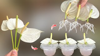 Unbelievable! White Anthurium plant grew 1000 roots when planted in rice water