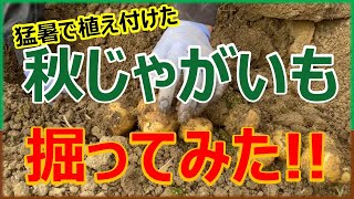 猛暑・残暑の影響あり⁉︎ 秋じゃがいも掘ってみた！