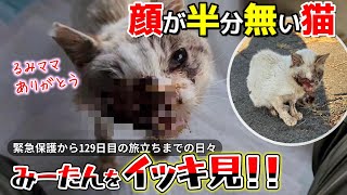 【神戸保護猫】顔が半分無い猫 ミチルちゃんをイッキ見!!