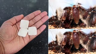 Get Rid Of COCKROACHES Permanently||ഒരു കൂട്ടം പാറ്റയെ കൊല്ലാൻ ഒരുമിനിറ്റു മതി || ഇങ്ങനെ ചെയ്യൂ |