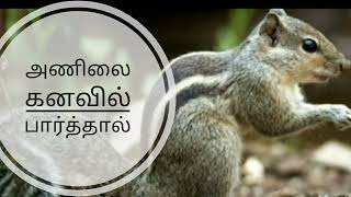 அணிலை கனவில் பார்த்தால் ( squirrel  dream interpretation) @BEPOSITIVE-eu3qh