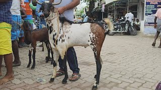 24-08-2024/live- நேரலை/ எட்டையாபுரம்  சனிக்கிழமை ஆட்டு சந்தை