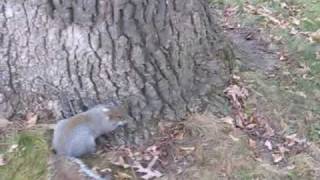 Drunk Squirrel