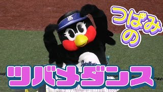 2022/8/5 つばみのツバメダンスをじっくり撮ってみた