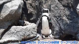 飼育員さんを追いかけるペンギン @サンシャイン水族館