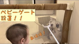 ベビーゲート設置！！赤ちゃんと猫ちゃんの反応は？　Cat playing at the baby gate