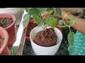 how to repot poinsettia plant poinsettia plant care poinsettia ko repot kese kare poinsettia