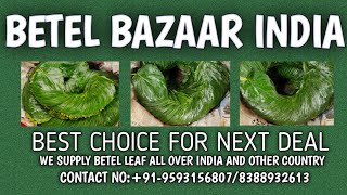 BETEL LEAF | KOLKATA KALI BANGLA PAN WHOLESALE \u0026 SUPPLIER INTERNATIONAL ONLINE BOOKING: 9593156807