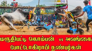 மருதிபட்டி கொம்பன் vs குமாரன் வினோத் நினைவாக அலங்கை போட்டோகிராபி #trendingvideo #trend #video