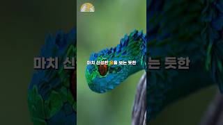 너무 아름답지만 너무 치명적인 부쉬바이퍼