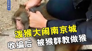 泼猴大闹南京城，动物园收编后，被猴群教做猴，上演反转大戏！【科普任意门】