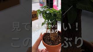 パキラの成長ぶりは【すごい！】#植物のある暮らし #植物大好き #観葉植物 #plants #砂利で育てる観葉植物