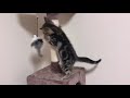 キャットタワーで大はしゃぎする子猫にキュン死　kittens playing at the cat tower