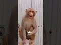 chakkar chal raha hai 🤣😄 funny comedy viral monkey youtubeshorts shorts trending