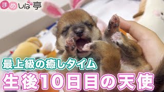 【豆柴犬】”激カワ赤ちゃん”生後10日目の天使すぎる癒しの1日！まめしば亭ブログvlog