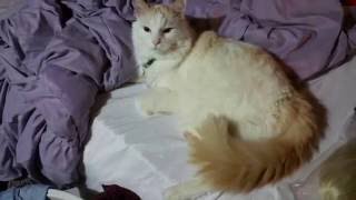 The Hisser