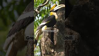 മലമുഴക്കി വേഴാമ്പൽ | Greater Indian Hornbill #shorts