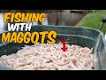 Float fishing with maggots! The easiest way to catch fish